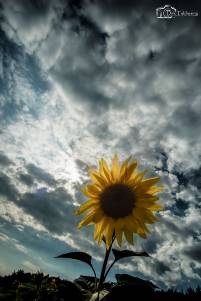 sunflower-web